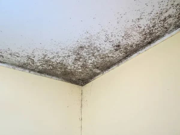 Bolor Net - Imagem 1
